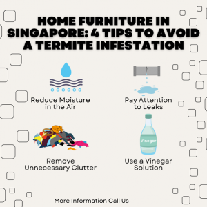    Home Furniture in Singapore: 4 Tips to Avoid a Termite Infestation