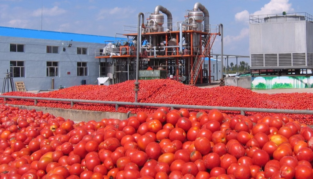 Cost Analysis: Setting Up a Tomato Paste Processing Line