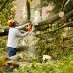The Ultimate Guide to Tree Services in Byron Bay
