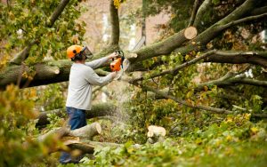The Ultimate Guide to Tree Services in Byron Bay