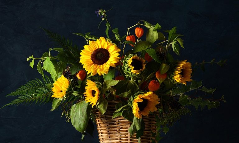 Why Sunflowers Are Linked to Positivity and Warm Energy
