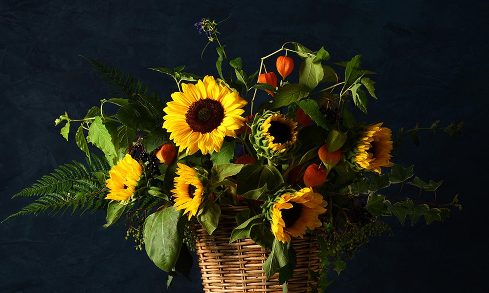 Why Sunflowers Are Linked to Positivity and Warm Energy