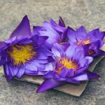 Why Blue Lotus Products Are Gaining Traction