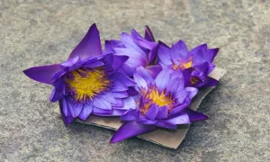 Why Blue Lotus Products Are Gaining Traction